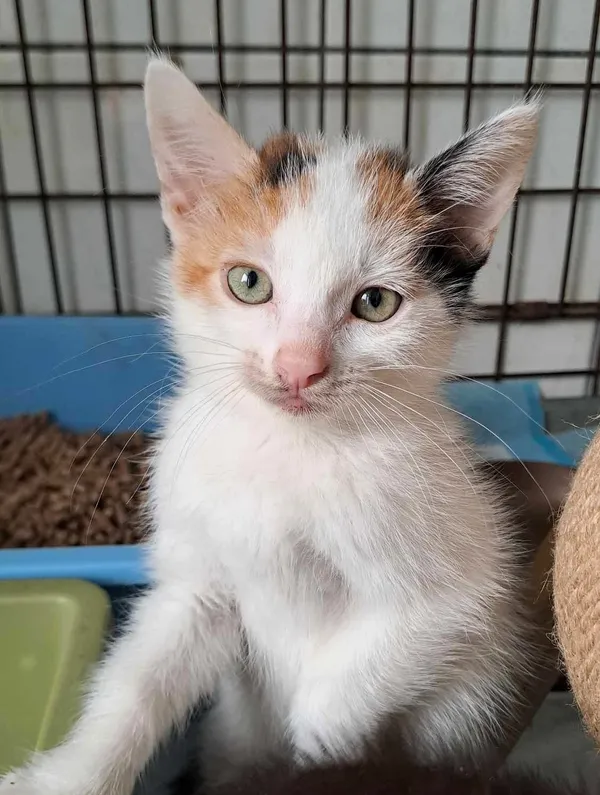 Kot do adopcji, Olsztyn, 25 lipca 2025