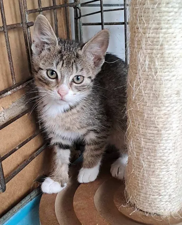 Kot do adopcji, Olsztyn, 27 czerwca 2025