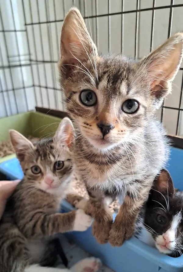 Kot do adopcji, Olsztyn, 27 czerwca 2025