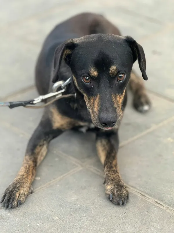 Pies do adopcji, Zgierz, 7 sierpnia 2025 (1/3)