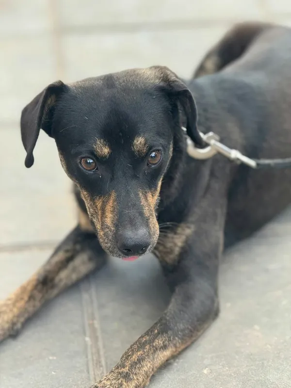 Pies do adopcji, Zgierz, 7 sierpnia 2025 (2/3)