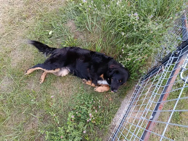 Znaleziono psa, Dąbrowa, 7 sierpnia 2025 (2/4)