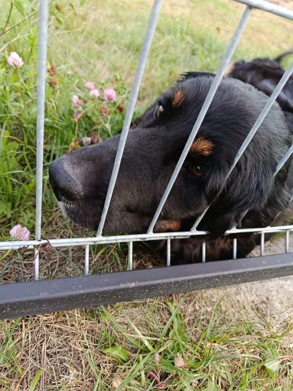 Znaleziono psa, Dąbrowa, 7 sierpnia 2025 (3/4)