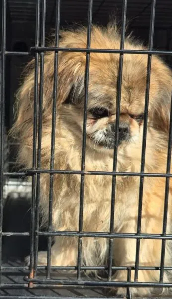 Znaleziono psa, Radom, 4 sierpnia 2025