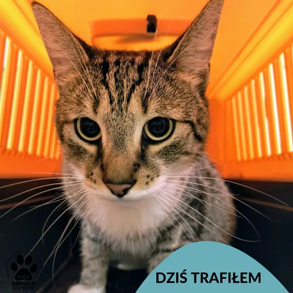 Znaleziono kota, Gdynia, 6 sierpnia 2025