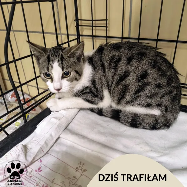 Znaleziono kota, Gdynia, 4 sierpnia 2025