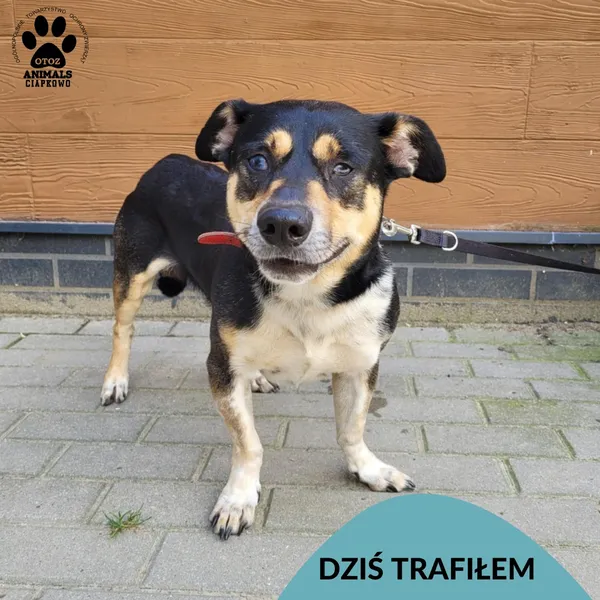 Znaleziono psa, Gdynia, 27 lipca 2025