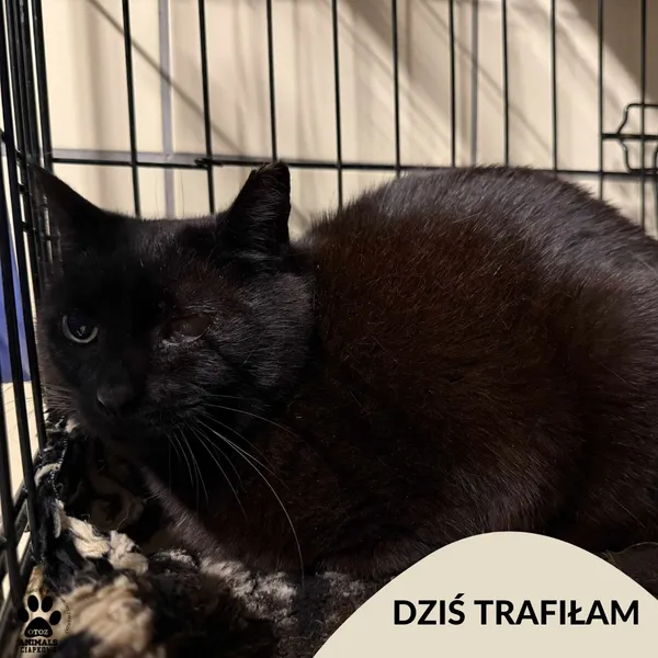 Znaleziono kota, Gdynia, 25 lipca 2025