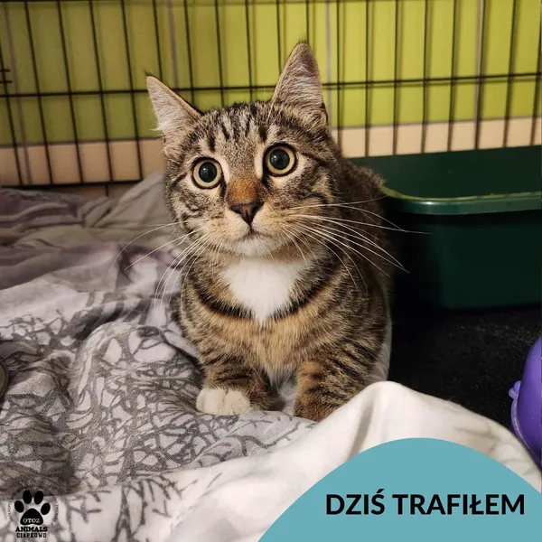 Znaleziono kota, Gdynia, 24 lipca 2025