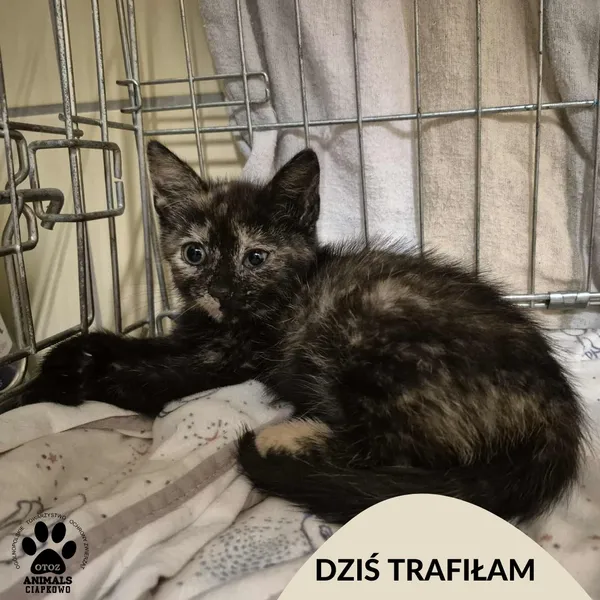 Znaleziono kota, Gdynia, 19 lipca 2025