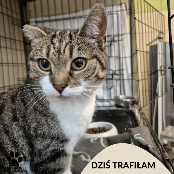 Znaleziono kota, Gdynia, 19 lipca 2025