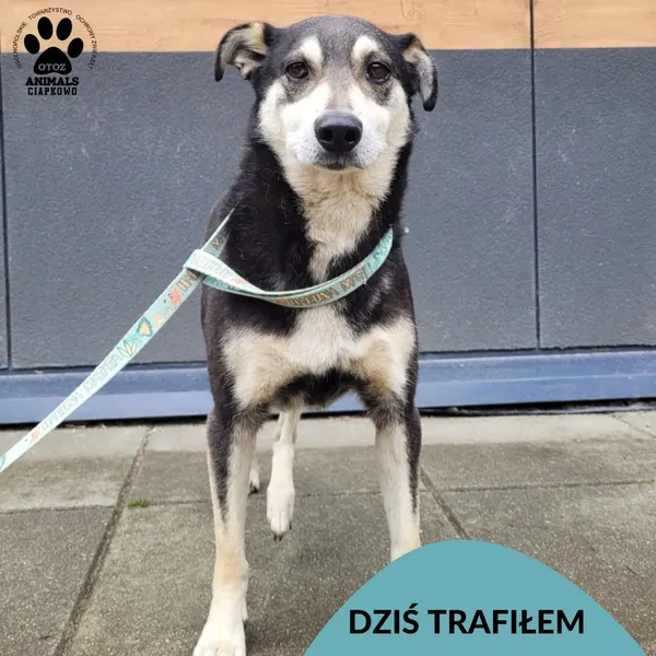 Znaleziono psa, Gdynia, 18 lipca 2025