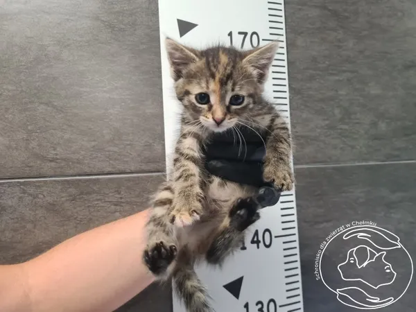 Kot do adopcji, Chełmek, 23 lipca 2025