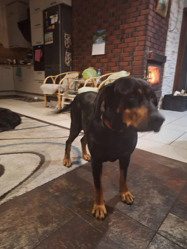 Zaginął pies, Tyśmienica, 7 sierpnia 2025 (1/2)