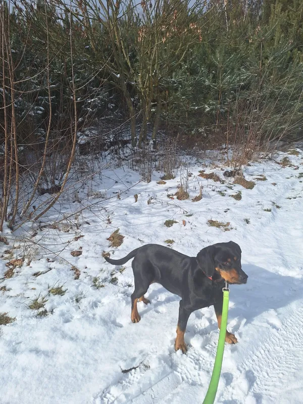 Zaginął pies, Tyśmienica, 7 sierpnia 2025 (2/2)