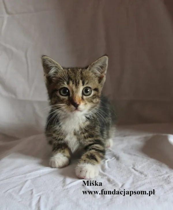 Kot do adopcji, Nowy Dwór Mazowiecki, 7 sierpnia 2025 (2/5)