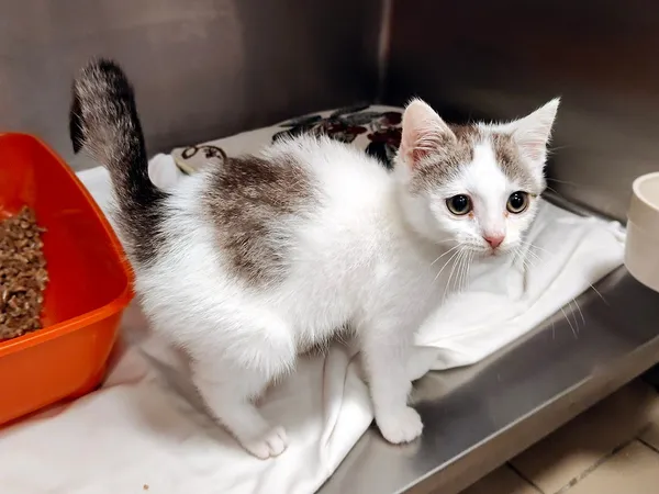 Kot do adopcji, Włocławek, 6 sierpnia 2025 (1/3)