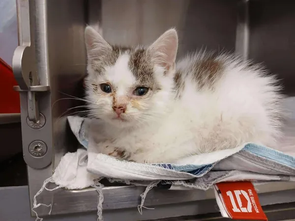 Kot do adopcji, Włocławek, 6 sierpnia 2025 (3/3)