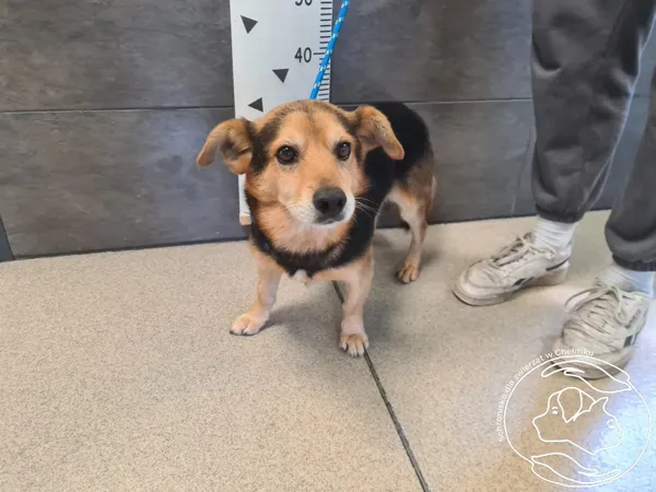 Znaleziono psa, Chełmek, 6 sierpnia 2025