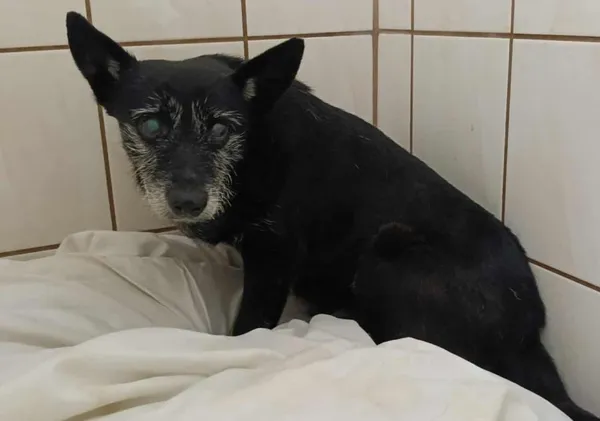 Znaleziono psa, Toruń, 6 sierpnia 2025