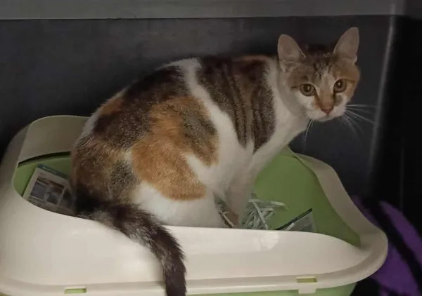 Znaleziono kota, Toruń, 6 sierpnia 2025