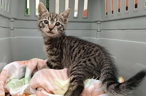 Znaleziono kota, Toruń, 6 sierpnia 2025