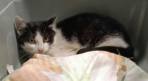 Znaleziono kota, Toruń, 5 sierpnia 2025