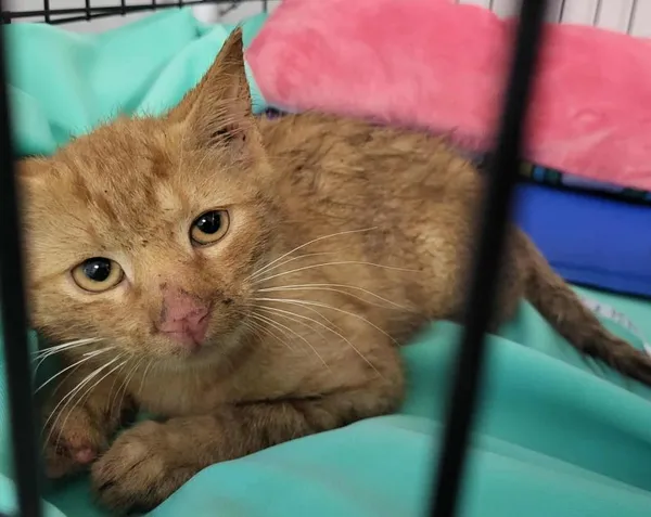 Znaleziono kota, Toruń, 5 sierpnia 2025