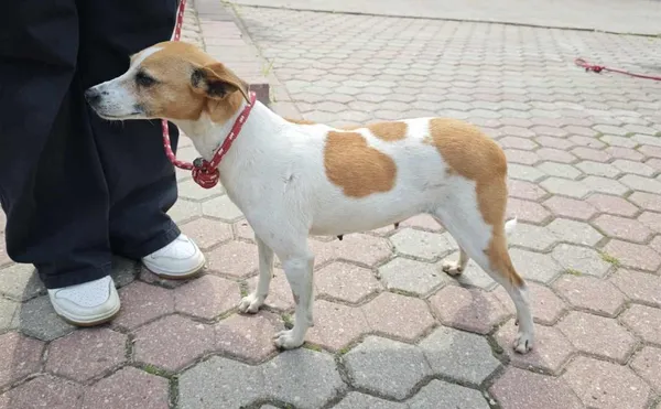 Znaleziono psa, Toruń, 4 sierpnia 2025