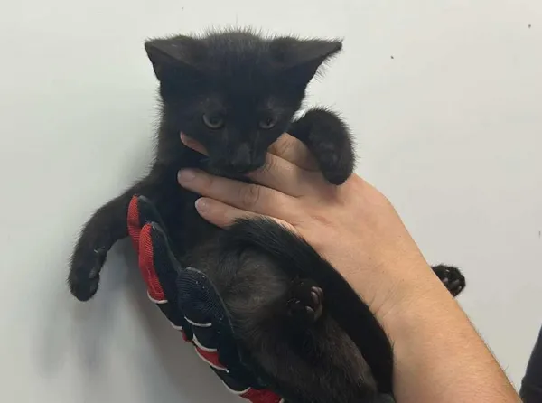 Znaleziono kota, Toruń, 4 sierpnia 2025