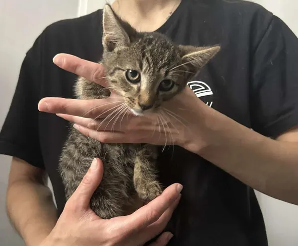 Znaleziono kota, Toruń, 4 sierpnia 2025