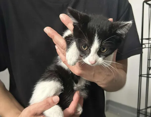 Znaleziono kota, Toruń, 4 sierpnia 2025