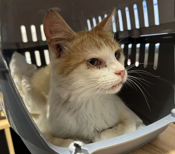 Znaleziono kota, Toruń, 4 sierpnia 2025