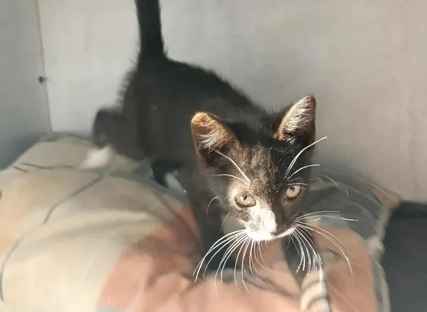 Znaleziono kota, Toruń, 4 sierpnia 2025