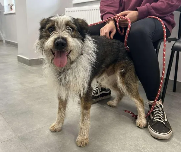 Znaleziono psa, Toruń, 3 sierpnia 2025