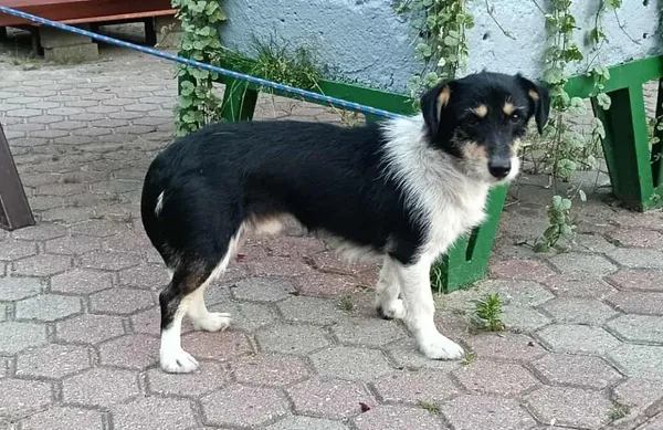 Znaleziono psa, Toruń, 2 sierpnia 2025