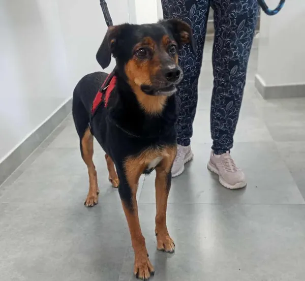 Znaleziono psa, Toruń, 2 sierpnia 2025