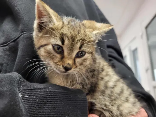 Znaleziono kota, Toruń, 2 sierpnia 2025