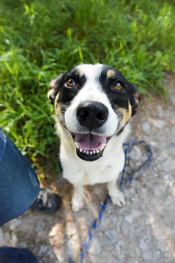 Oddam psa, Elbląg, Witoszewo, 8 sierpnia 2025 (1/4)