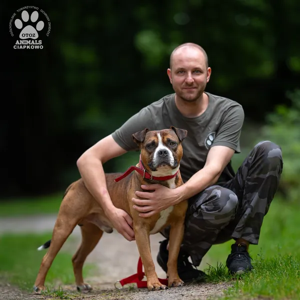 Pies do adopcji, Gdynia, 7 sierpnia 2025 (3/4)