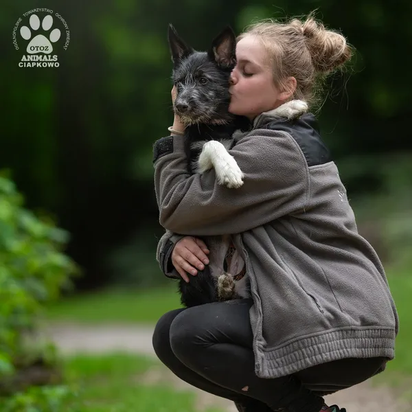 Pies do adopcji, Gdynia, 7 sierpnia 2025 (3/4)