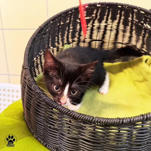 Kot do adopcji, Gdynia, 7 sierpnia 2025 (2/5)