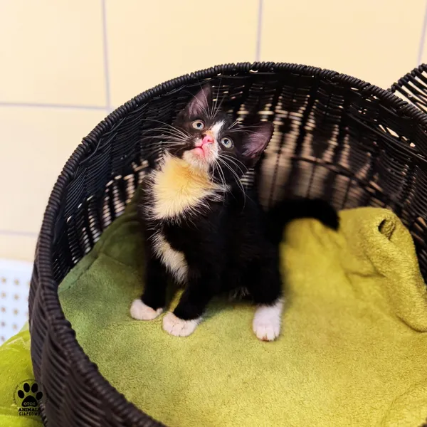 Kot do adopcji, Gdynia, 7 sierpnia 2025 (4/5)