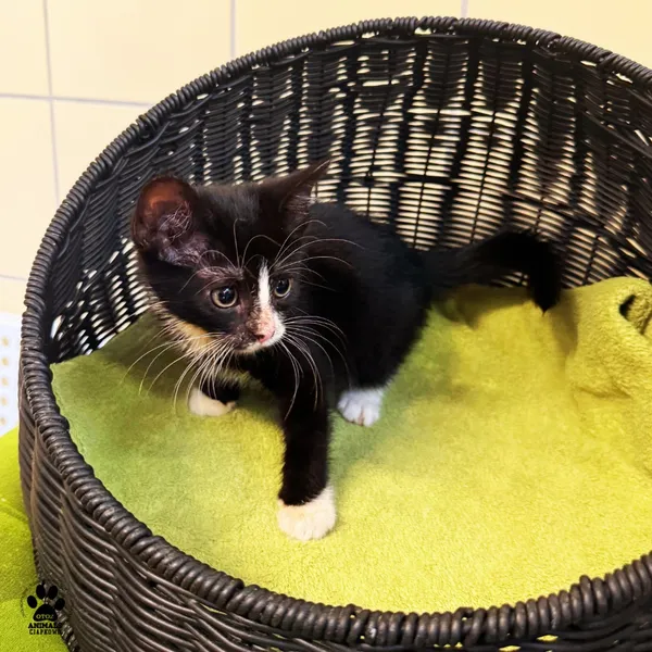 Kot do adopcji, Gdynia, 7 sierpnia 2025 (5/5)