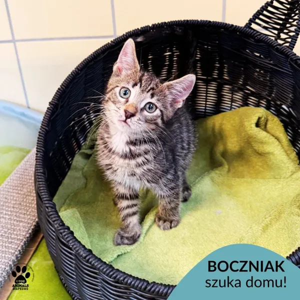 Kot do adopcji, Gdynia, 7 sierpnia 2025 (1/5)