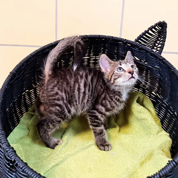 Kot do adopcji, Gdynia, 7 sierpnia 2025 (4/5)