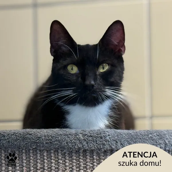 Kot do adopcji, Gdynia, 7 sierpnia 2025 (1/5)