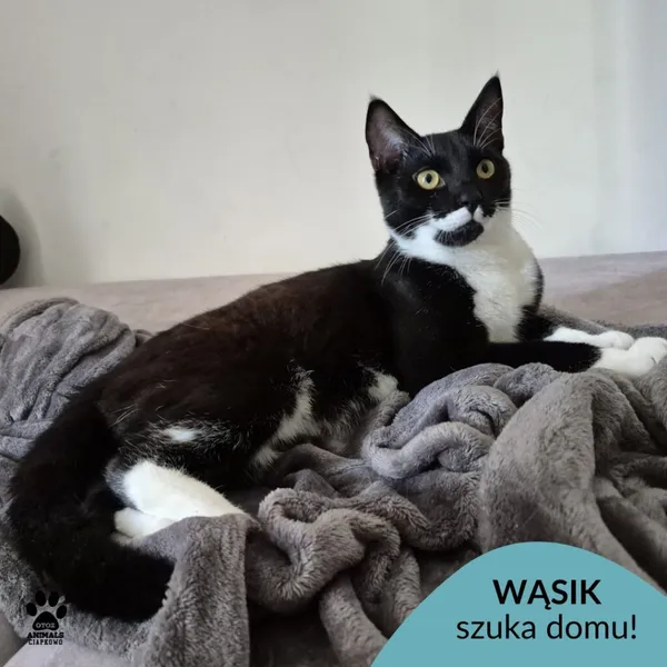 Kot do adopcji, Gdynia, 7 sierpnia 2025 (1/4)