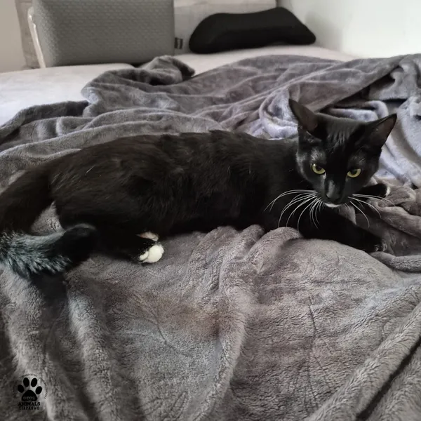 Kot do adopcji, Gdynia, 7 sierpnia 2025 (3/4)