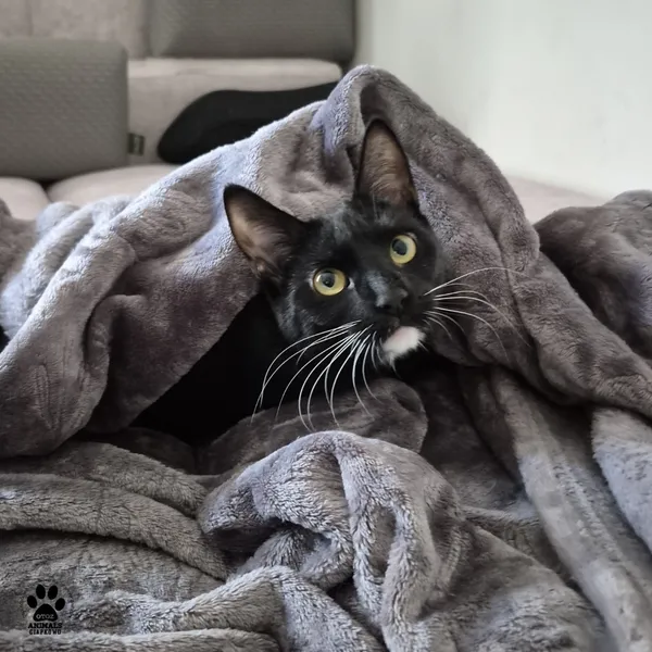 Kot do adopcji, Gdynia, 7 sierpnia 2025 (4/4)